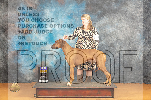 Rhodesian Ridgeback #27 Sat BOB Judge Robin Casey_JP_0113_Glen Rose_2024_HR3