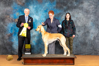 Saluki #5 Sat G3 Judge Dr Norbert Dee