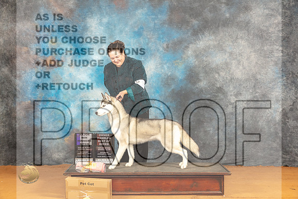Siberian Husky #12 Sat WBOHBOBM Judge Dr Steve Keating_JP_9905_Glen Rose_2024_HR3
