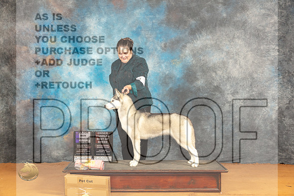Siberian Husky #12 Sat WBOHBOBM Judge Dr Steve Keating_JP_9907_Glen Rose_2024_HR3