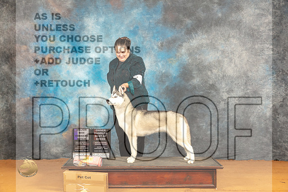 Siberian Husky #12 Sat WBOHBOBM Judge Dr Steve Keating_JP_9908_Glen Rose_2024_HR3
