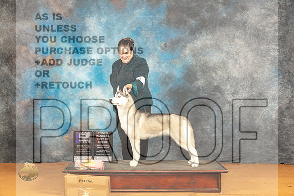 Siberian Husky #12 Sat WBOHBOBM Judge Dr Steve Keating_JP_9910_Glen Rose_2024_HR3