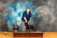 Staffordshire Bull TErrier #12 Sat BOB Judge Harry (Butch) H Schulman