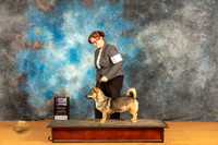 Swedish Vallhund #17 Sat WD Judge Edy Dykstra-Blum