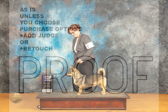 Swedish Vallhund #17 Sat WD Judge Edy Dykstra-Blum_JP_0078_Glen Rose_2024_HR3