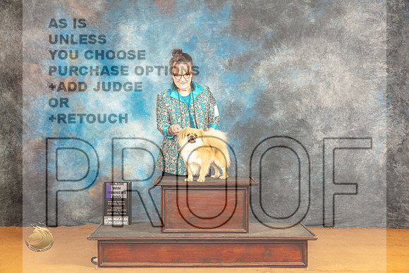 Tibetan Spaniel #19 Sat WDM Judge Carolyn Herbel_JP_0185_Glen Rose_2024_HR3