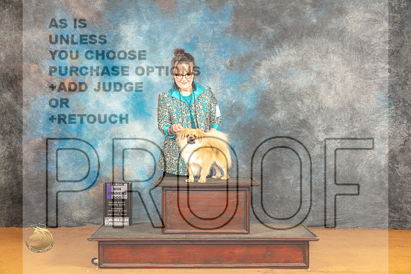 Tibetan Spaniel #19 Sat WDM Judge Carolyn Herbel_JP_0186_Glen Rose_2024_HR3