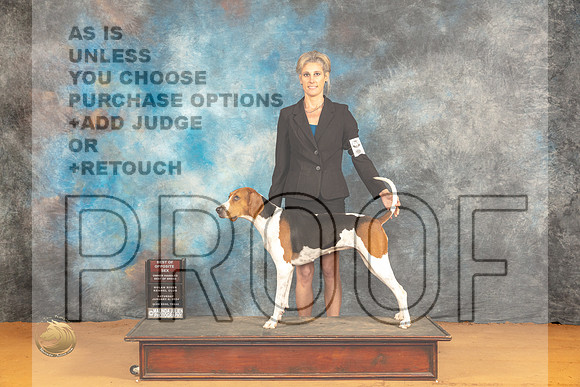 Treeing Walker Coonhound #6 Sat WBBOSOHBOB Judge Robin Casey_JP_9747_Glen Rose_2024_HR3
