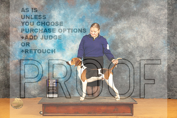 Treeing Walker Coonhound #7 Sat BOWBOB Judge Robin Casey_JP_9729_Glen Rose_2024_HR3