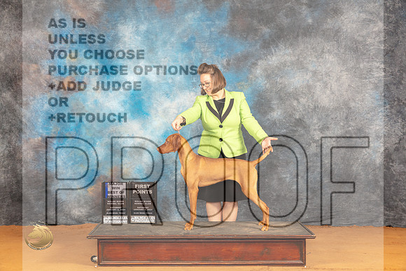 Vizsla #6 Sat BOWWBM Judge Dr Norbert Dee_JP_9817_Glen Rose_2024_HR3