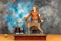Weimaraner #5 Sat WDBOWMCH Judge Dr Norbert Dee