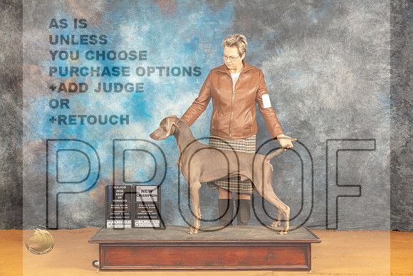 Weimaraner #5 Sat WDBOWMCH Judge Dr Norbert Dee_JP_9819_Glen Rose_2024_HR3