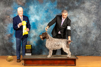 Wirehaired Pointing Griffon #10 Sat G3 Judge Dr Steve Keating
