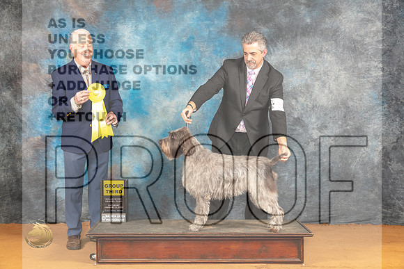 Wirehaired Pointing Griffon #10 Sat G3 Judge Dr Steve Keating_JP_0041_Glen Rose_2024_HR3