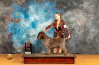 Wirehaired Pointing Griffon #6 Sat OHG1 Judge Carolyn Herbel