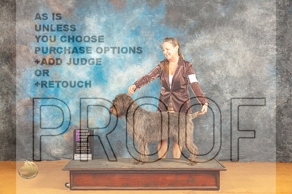 Wirehaired Pointing Griffon #6 Sat OHG1 Judge Carolyn Herbel_JP_0176_Glen Rose_2024_HR3