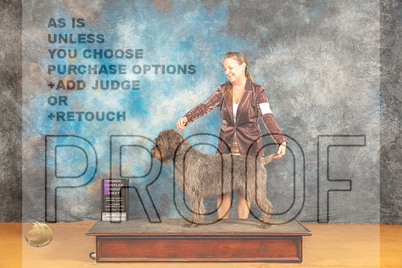 Wirehaired Pointing Griffon #6 Sat OHG1 Judge Carolyn Herbel_JP_0177_Glen Rose_2024_HR3