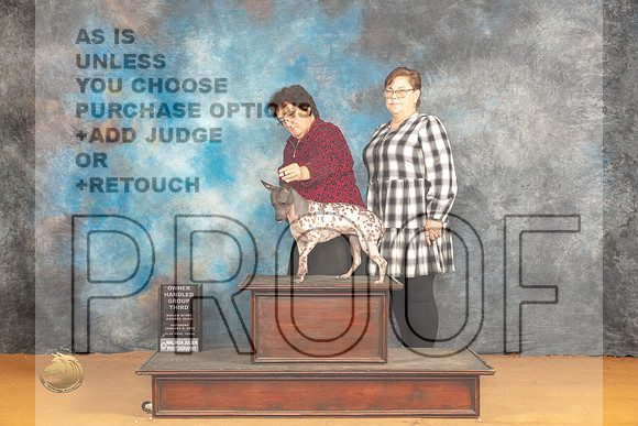 American Hairless Terrier #8 Sat OHG3 Judge Angela Pickett_JP_0275_Glen Rose_2024_HR3