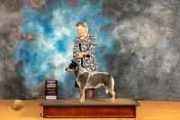 Australian Cattle Dog #19 Sat BOB Judge Pat Trotter