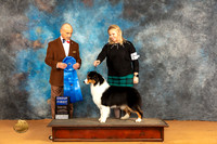 Australian Shepherd #40 Sat G1 Judge Butch Shulman