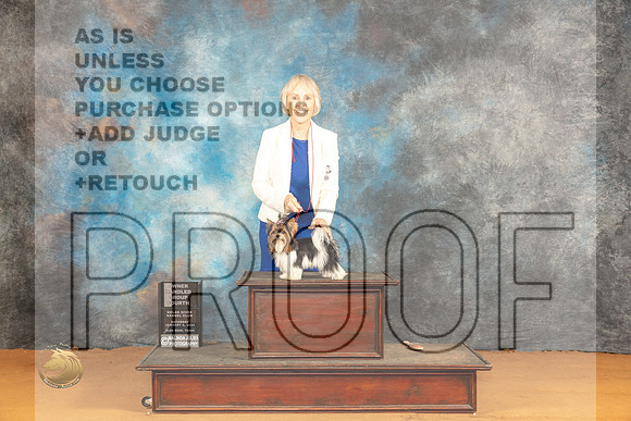 Biewer Terrier #9 Sat OHG4 Judge Edy Dykstra-Blum_JP_0447_Glen Rose_2024_HR3