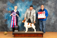 Brittany #11 Sat BIS Judge Nena Dee