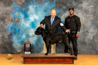 Cane Corso #21 Sat BOBBOW Judge Dr Steve Keating