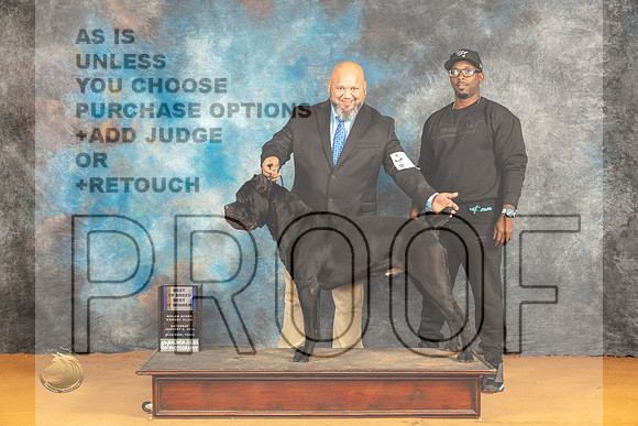 Cane Corso #21 Sat BOBBOW Judge Dr Steve Keating_JP_0329_Glen Rose_2024_HR3