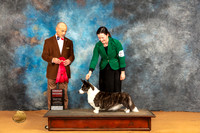 Cardigan Welsh Corgi #18 Sat G2 Judge Butch Shulman
