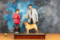 Chinese Shar Pei #11 Sat G2 Judge Pat Trotter