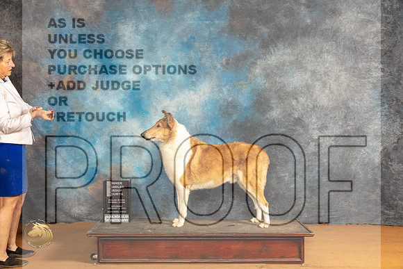 Collie Smooth #5 Sat OHG4 Judge Edy Dykstra-Blum r_JP_0458_Glen Rose_2024_HR3