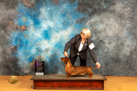 Dachshund Smooth #5 Sat OHBOB OHB1 Judge Robin Casey