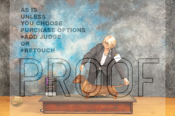 Dachshund Smooth #5 Sat OHBOB OHB1 Judge Robin Casey_JP_0485_Glen Rose_2024_HR3