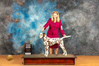 Dalmatian #14 Sat G4 Judge Pat Trotter