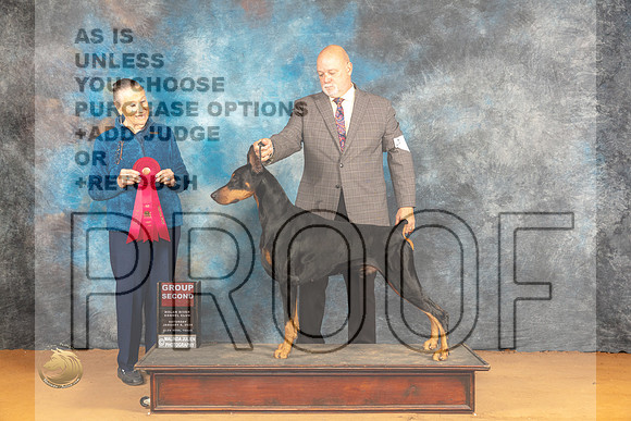 Doberman Pinscher #15 Sat G2 Judge Carolyn Herbel _JP_0310_Glen Rose_2024_HR3