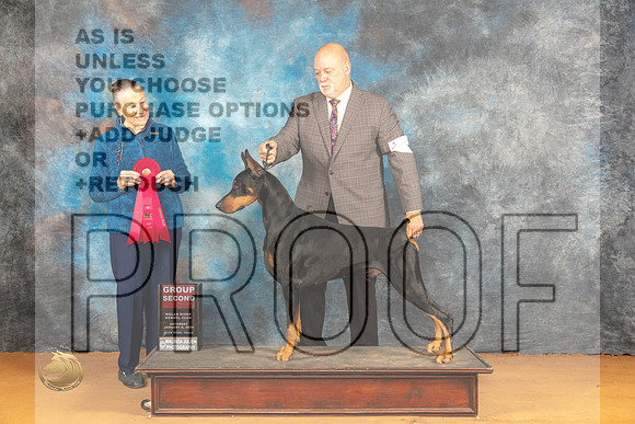 Doberman Pinscher #15 Sat G2 Judge Carolyn Herbel _JP_0311_Glen Rose_2024_HR3