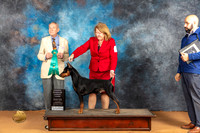 German Pinscher #5 Sat OHG3 Judge Desmond Murphy