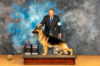 German Shepherd Dog #18 Sat WDBOWBOBMCH Judge Edy Dykstra-Blum