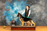 German Shepherd Dog #6 Sat WBBOS Judge Edy Dykstra-Blum