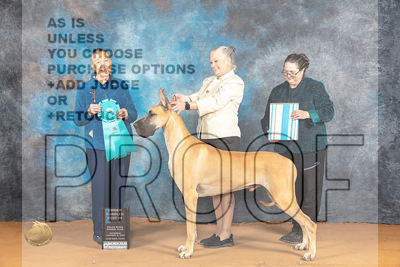 Great Dane #21 Sat OHBIS Judge Carol Herbel_JP_0473_Glen Rose_2024_HR3