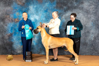 Great Dane #21 Sat OHBIS Judge Carol Herbel