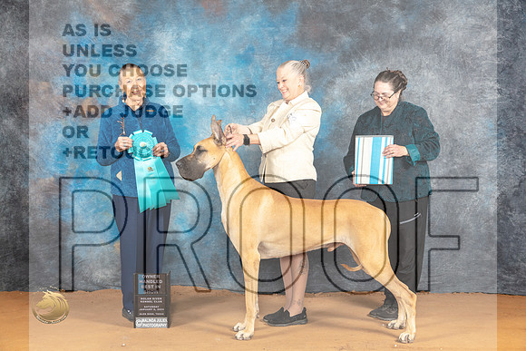 Great Dane #21 Sat OHBIS Judge Carol Herbel_JP_0472_Glen Rose_2024_HR3