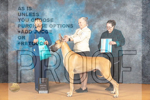 Great Dane #21 Sat OHBIS Judge Carol Herbel_JP_0475_Glen Rose_2024_HR3
