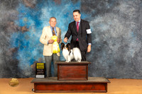 Papillon #9 Sat G3 Judge Desmond Murphy