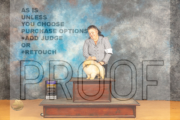 Pomeranian #11 Sat BOB Judge Nena Dee_JP_0384_Glen Rose_2024_HR3