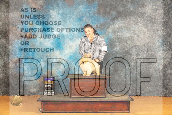 Pomeranian #11 Sat BOB Judge Nena Dee_JP_0385_Glen Rose_2024_HR3