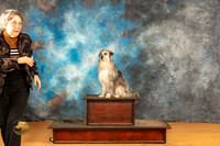 Pyrenean Shepherd Sat Lysa