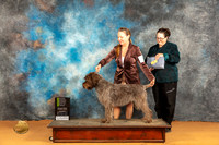 Wirehaired Pointing Griffon #6 Sat OHRBIS Judge Carol Herbel