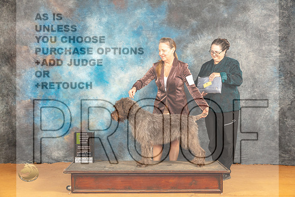 Wirehaired Pointing Griffon #6 Sat OHRBIS Judge Carol Herbel_JP_0467_Glen Rose_2024_HR3