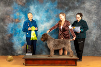 Wirehaired Pointing Griffon #6 Sat OHRBIS Judge Carolyn Herbel r
